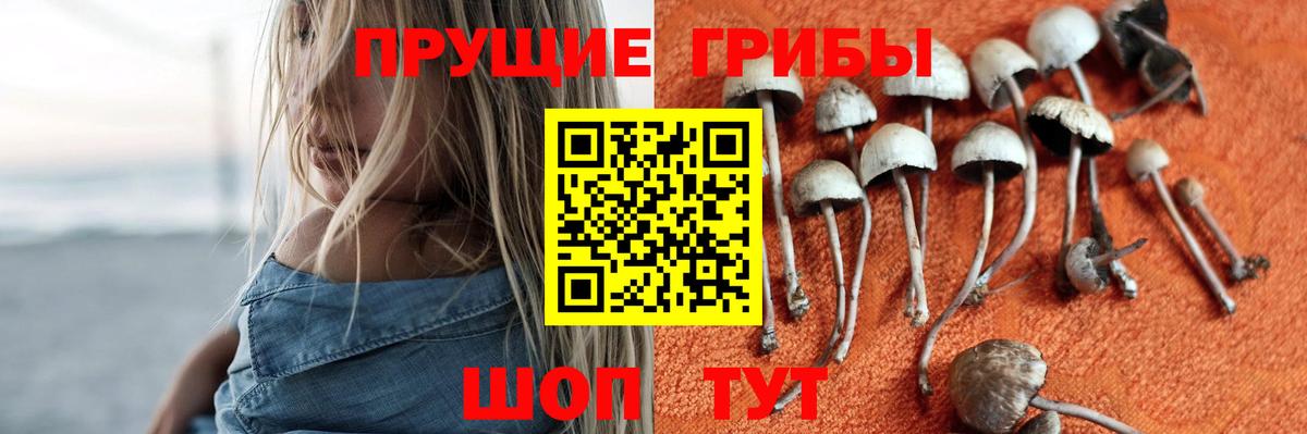 Псилоцибиновые грибы Psilocybe Дзержинский